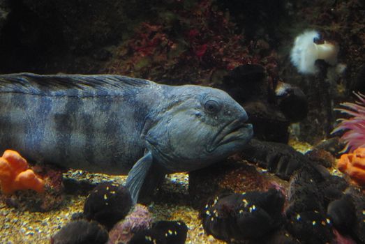 Big lancet fish in aquarium in Alesund, Norway