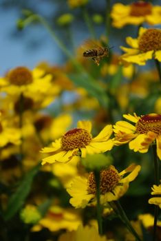 Flying honeybee collecting pollen and honey of blossoms 