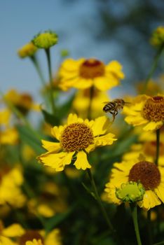 Flying honeybee collecting pollen and honey of blossoms 