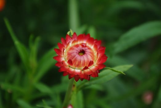 Beautiful helichrysum flowers suitable for drying