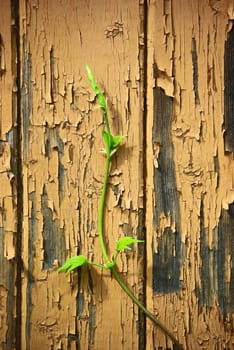 Young sprout climbing on old wood  wall