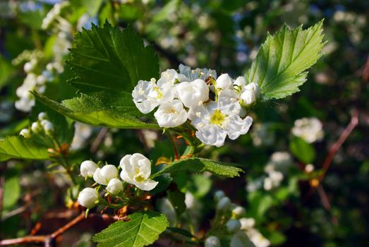 Blossoming hawthorn in spring in garden