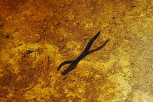 Leech bloodsucker swimming in pond