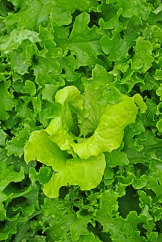 Fresh green salad growing in the garden after rain