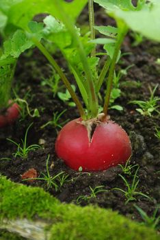 Growing fresh red radish on garden bed