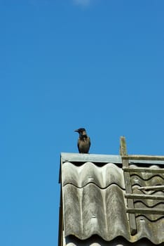 Crow sitting on old wethered roof