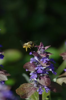 Honey bee above purple flower on meadow