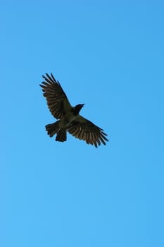 Black crow flying against blue sky