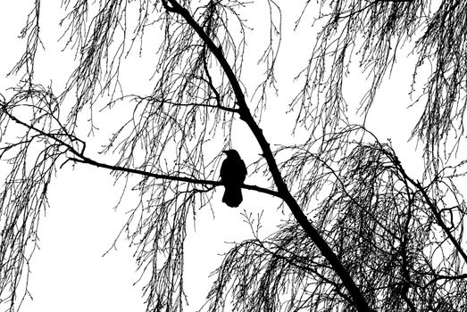 Silhouette of the bird on birch tree