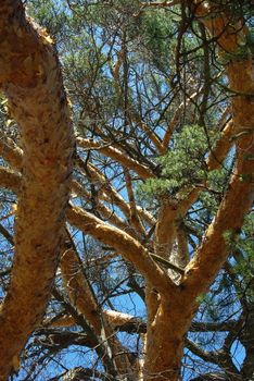 Branches of pinetree on blue sky background