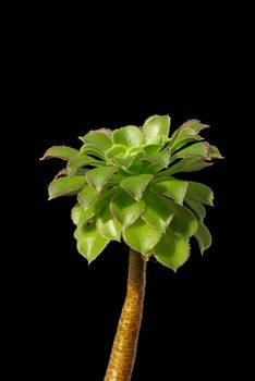 Branch of exotic plant ionium on black background