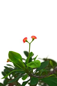 Branch of exotic plant ionium on black background