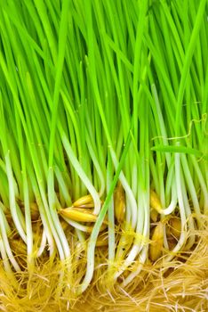 Sprouted oat grains with grass and roots