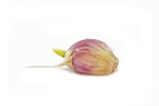 Sprouted clove of garlic on white background