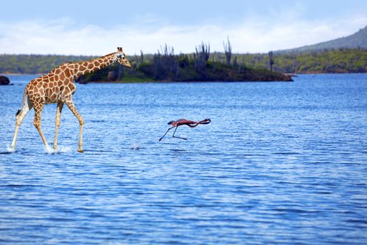 Giraffe running on water after a really scared flamingo
