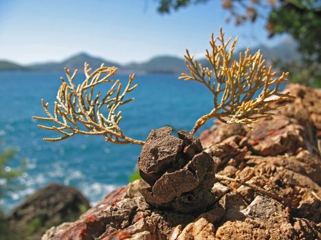 Cypress cone on seaside background