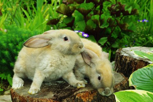 Little rabbits sitting on the stump in garden