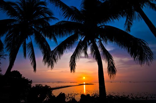 coconut tree silhouette at sunset