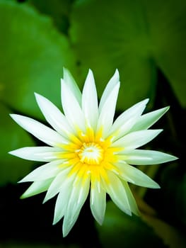 A beautiful white lotus