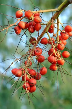 Areca Nut Palm Or Betel Nut