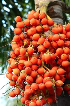 Areca Nut Palm Or Betel Nut