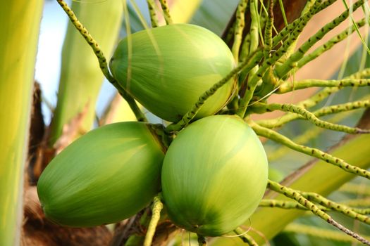 A fresh young coconut tree, Closeup