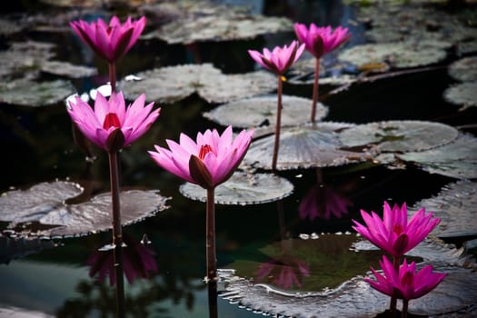 An image of pink water lily in pond