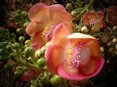 Cannon Balltree Flower