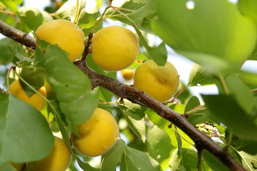Ripe apricots on the branch in the garden