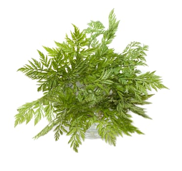 Green herb in glass with water on white background