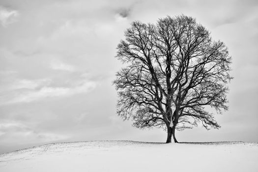 A winter scenery with a tree in Bavaria Germany