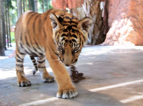 Young tiger on chain does step in zoo