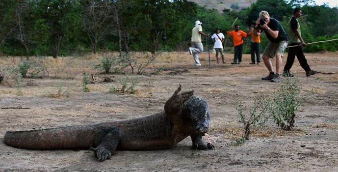 Greetings from a dragon with Komodo.   The photographer does a picture of a monitor lizard. Rangers with sticks for safety on a background