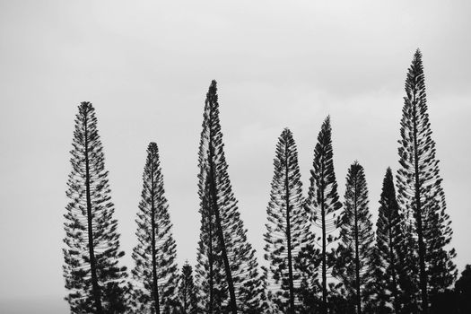 Black-and-white silhouettes of trees against the gray sky.