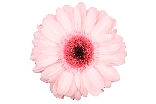 Gerbera daisy isolated on a white background
