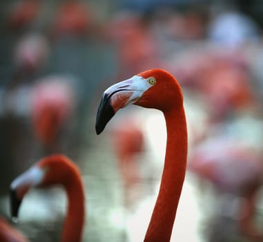 A portrait of a pink flamingo on a motley background in twilight.