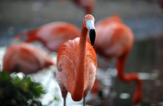 Phoenicopterus ruber. Portrait of a flamingo