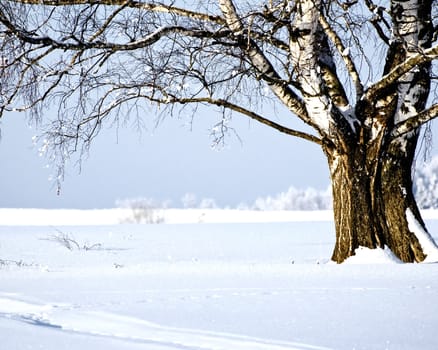 View of birch at sunny day winter landscape