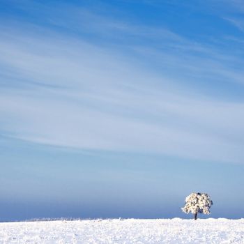 tree in frost and landscape in snow against blue sky. Winter scene
