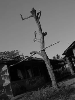 End the trip of a tree which (once) mighty, now he 

became a buffer clothesline pole.