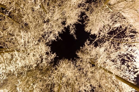 the trees in snow against dark night sky