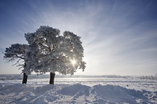 tree in winter with snow covered fields under sun