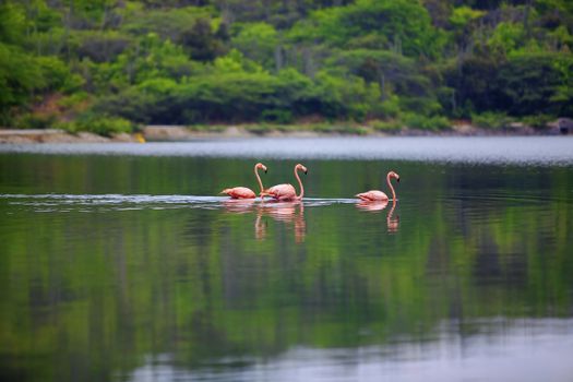 Flamingos in Lake Gotomeer on Bonaire, Caribbean