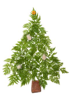 Decorative cristmas spruce from green herb put on white background