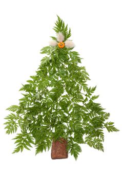Decorative cristmas spruce from green herb put on white background