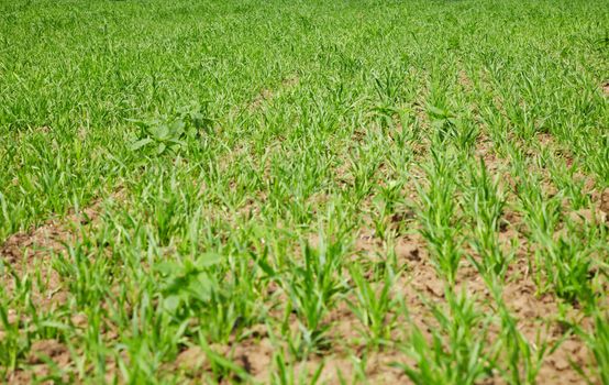 Young green forage grasses growing in the field