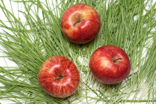 Three red apples to rest upon green herb