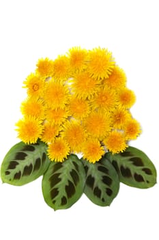 Yellow dandelions with green sheet on white background