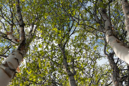 Stems of the birches grow upwards skyward, foliage, cloud