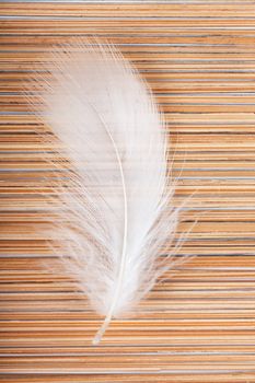 Closeup view of single feather on a straw background
